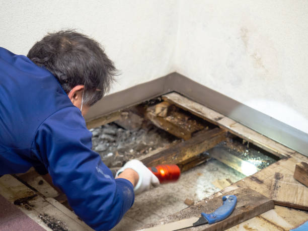Best Health and Safety Mold Remediation in Live Oak, TX