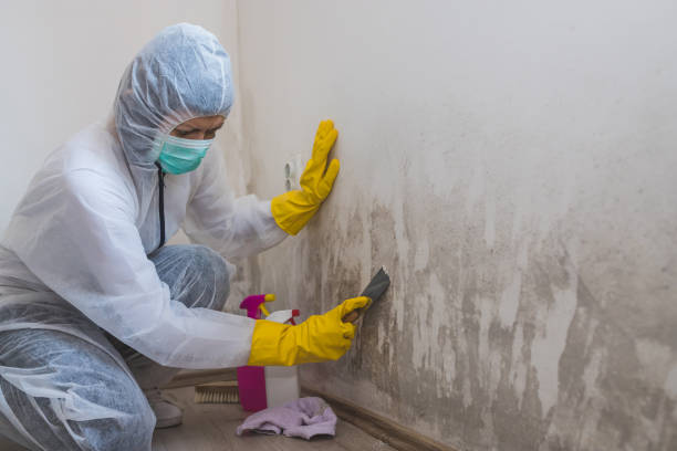Best Kitchen Mold Remediation in Live Oak, TX