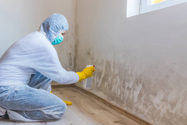 Professional Mold Remediation in Live Oak, TX