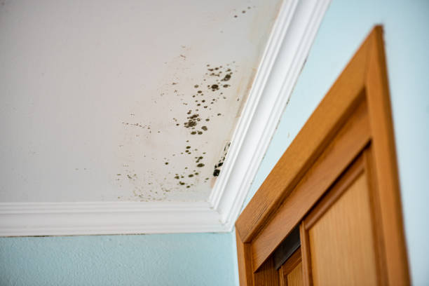 Best Kitchen Mold Remediation in Live Oak, TX
