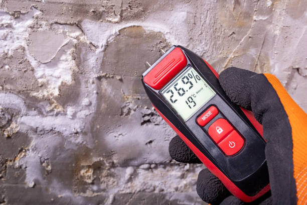 Best Insurance-Related Mold Remediation in Live Oak, TX