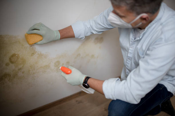 Best HVAC Mold Remediation in Live Oak, TX