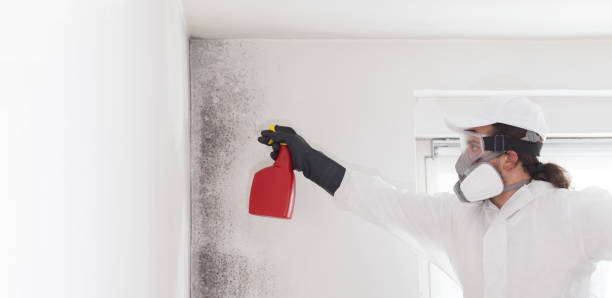 Best DIY Mold Remediation Support Services in Live Oak, TX