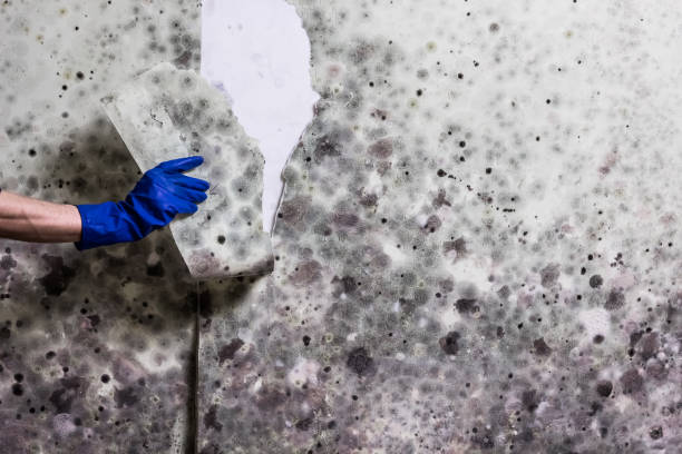 Best Mold Remediation for Schools in Live Oak, TX