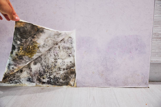 Best Residential Mold Remediation in Live Oak, TX